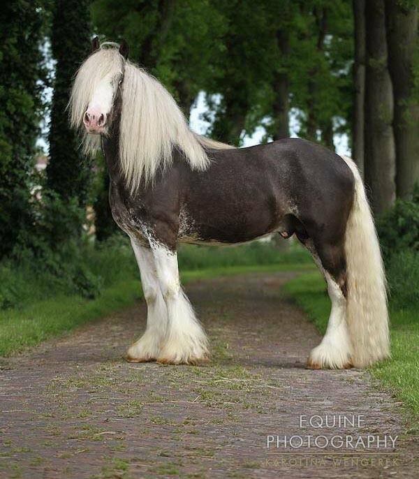 Irish Tinker Horse